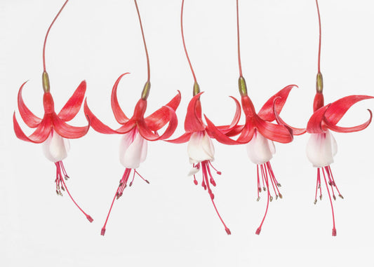 Fuchsie | Leinwand
