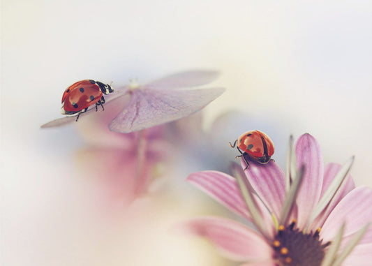 Letzte Sommertage | Hintergrundbild