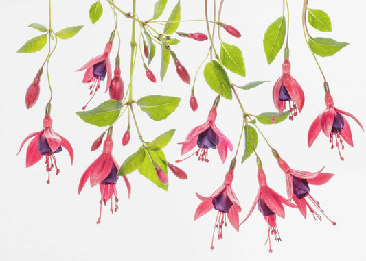 ~ Fuchsie ~ | Leinwand