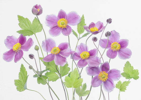 Anemone 'Hadspen Abundance' | Leinwand
