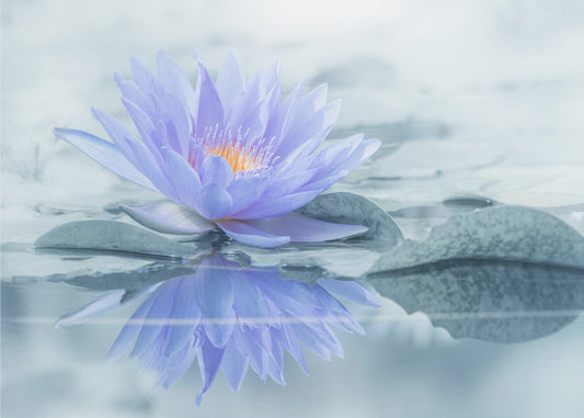 Reflexion | Tapete