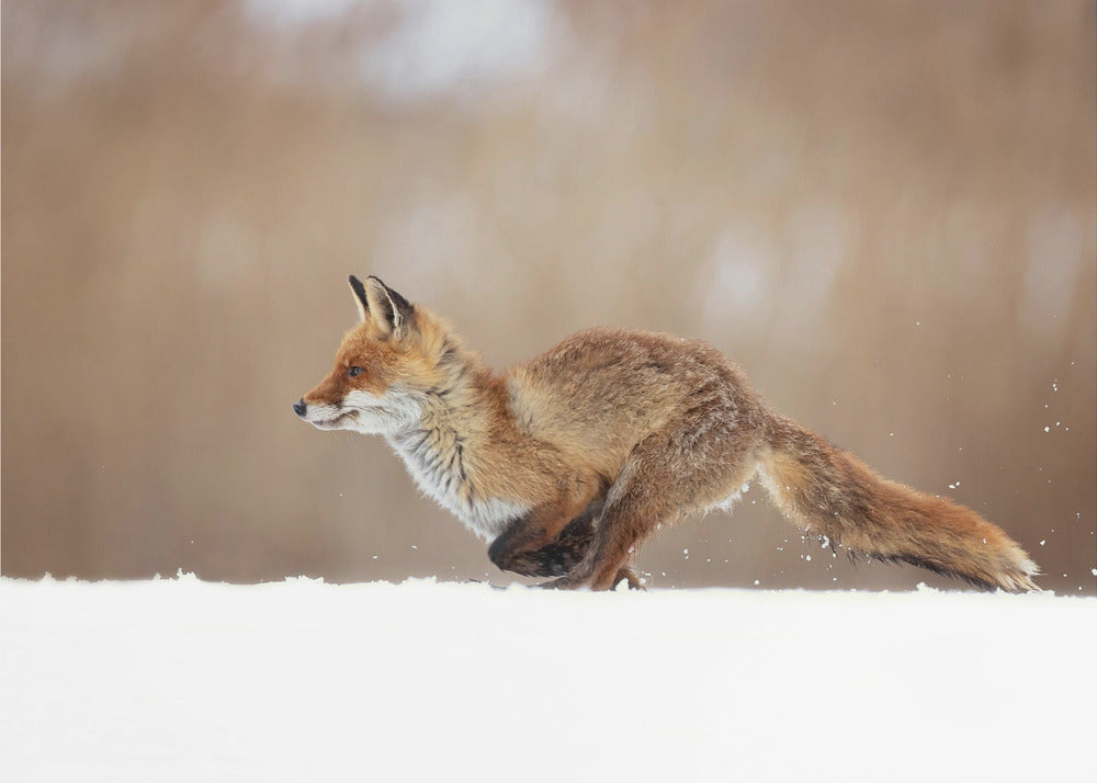 Roter Fuchs | Tapete