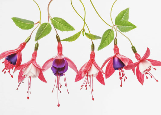 .Fuchsia. | Leinwand