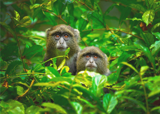 Blauer Affe | Poster