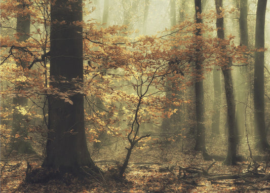 Sanfter Herbst | Poster