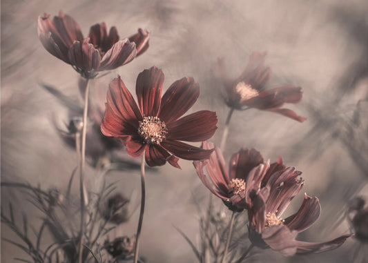 Kosmos 2019 | Hintergrundbild