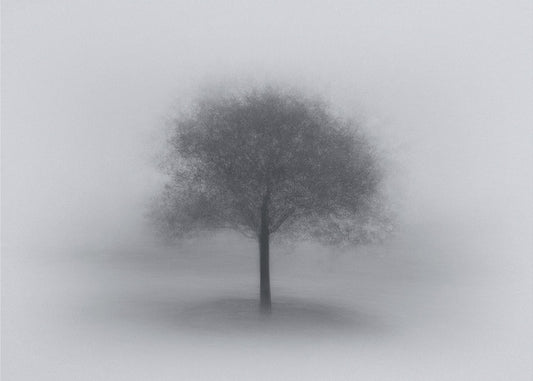 Baum im Nebel | Tapete