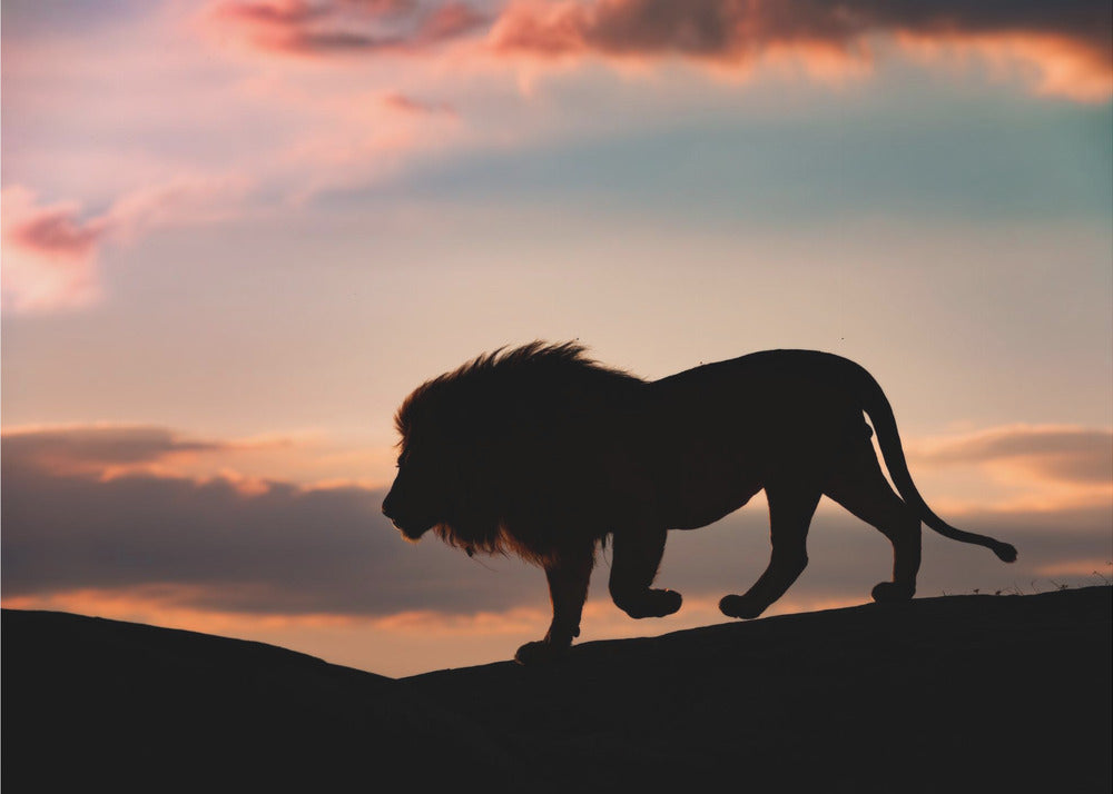 Sonnenuntergang in der Serengeti | Poster