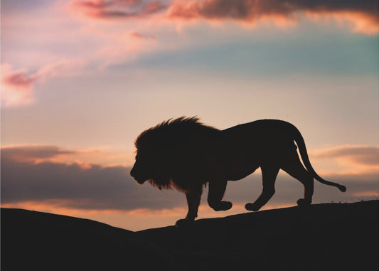 Sonnenuntergang in der Serengeti | Leinwand