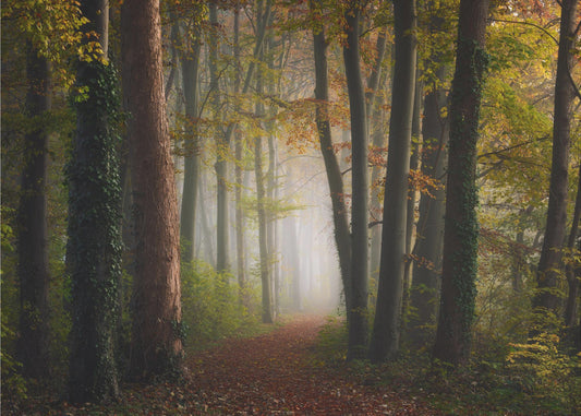Bunter Herbstwald | Poster