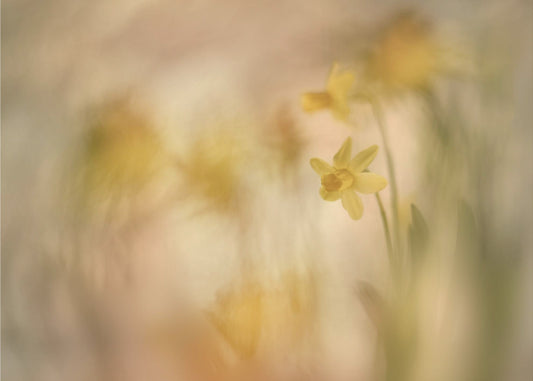 Daffodils | Poster