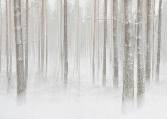 Winterwald in Schweden | Leinwand