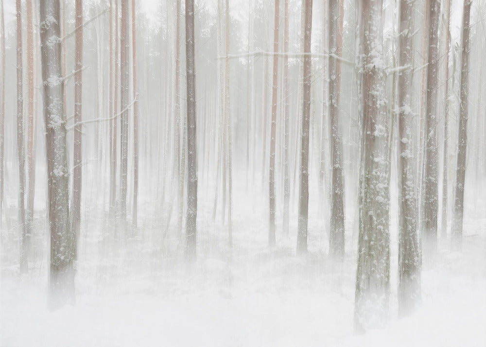 Winterwald in Schweden | Hintergrundbild