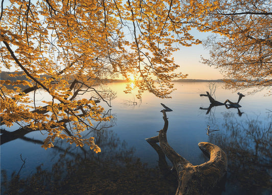 Herbstmorgen | Tapete