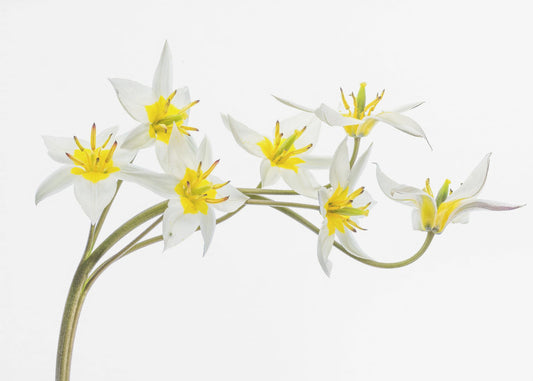 Tulipa Tarda | Leinwand