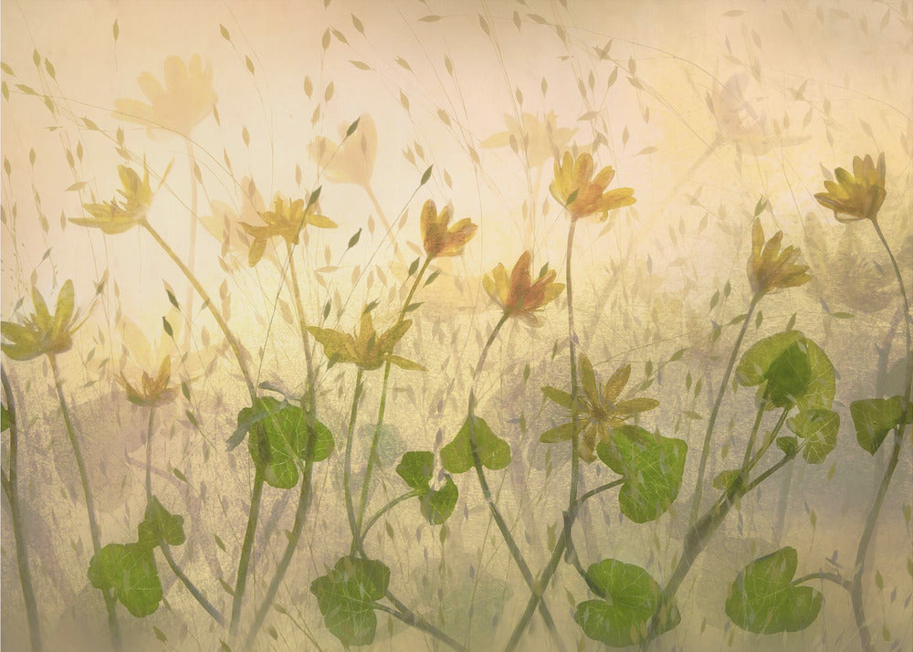 Sunny flowers | Poster