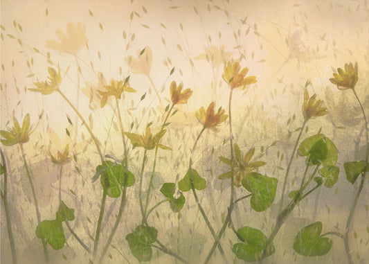 Sonnige Blumen | Leinwand