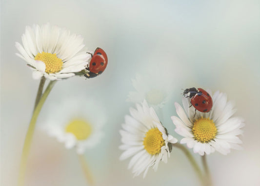 Frühling.... | Hintergrundbild