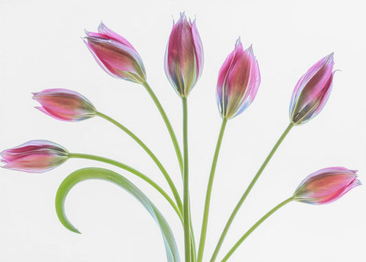 Tulipa | Leinwand