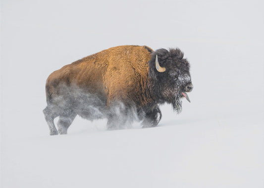 Bison im Schnee | Poster