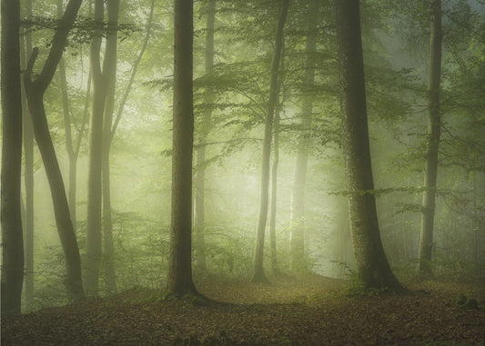 Geheimnisvoller Frühlingsmorgen | Hintergrundbild