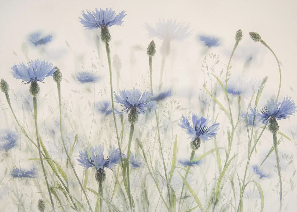 Kornblumen | Leinwand