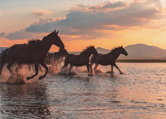 WASSERPFERDE | Tapete