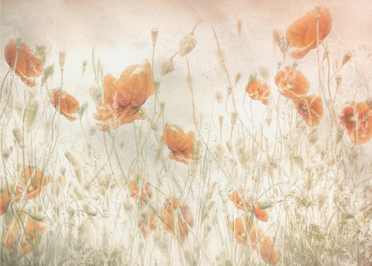 Poppies in the field | Poster