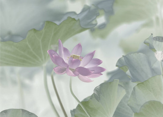 Lotus | Poster