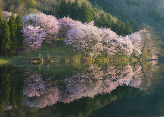 Sakura | Tapete
