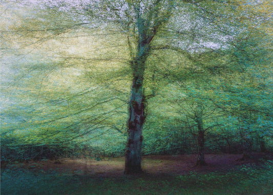 Wald | Tapete