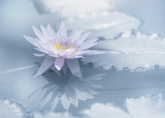 Reflexion | Poster