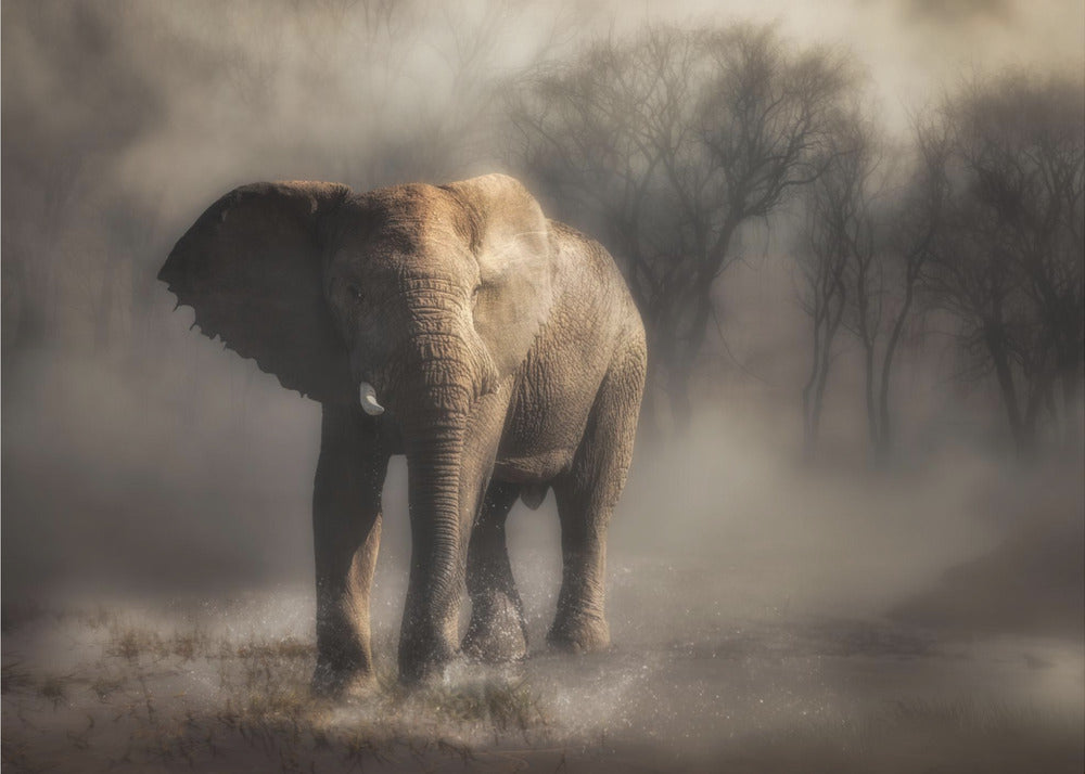 „… ein Elefant trinkt Wasser …“ | Hintergrundbild