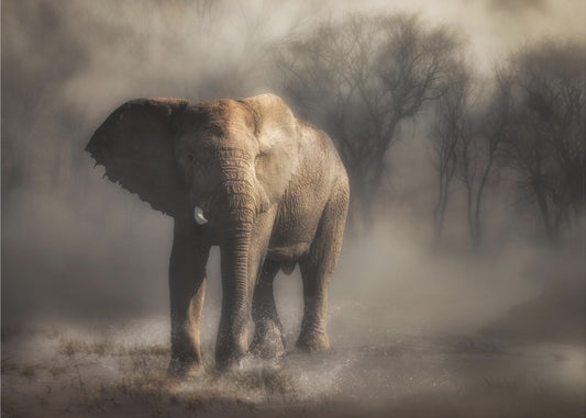 „… ein Elefant trinkt Wasser …“ | Hintergrundbild