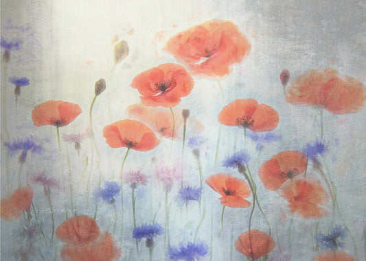 Mohn | Leinwand