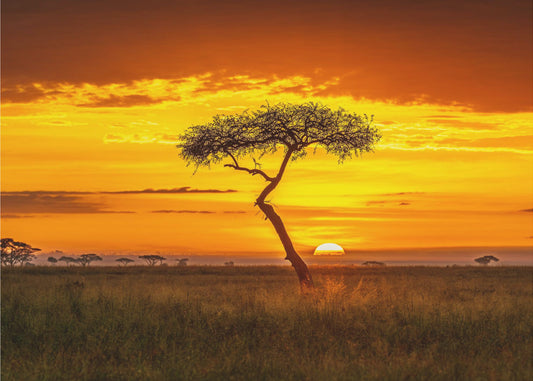 Ursprüngliches Afrika | Poster