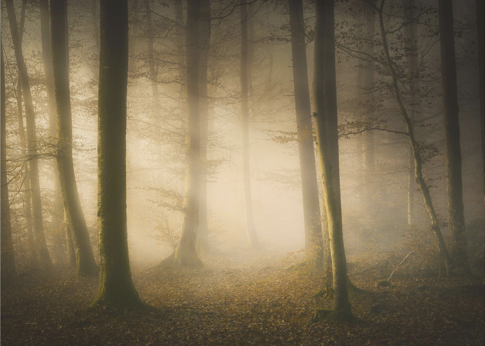 Novembergeflüster | Hintergrundbild