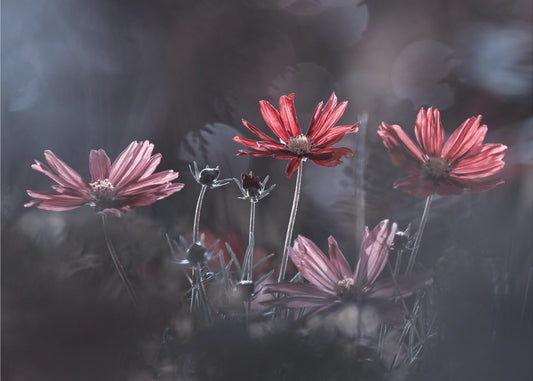 Die Blumen des Guten | Leinwand