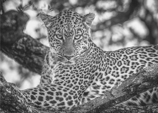 Monochrome Schönheit | Tapete