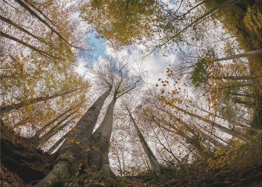 Wald | Tapete