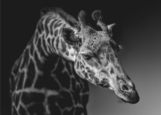 Giraffe | Tapete