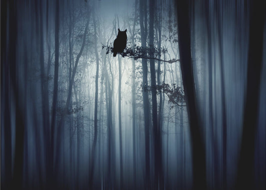 Im Wald | Tapete
