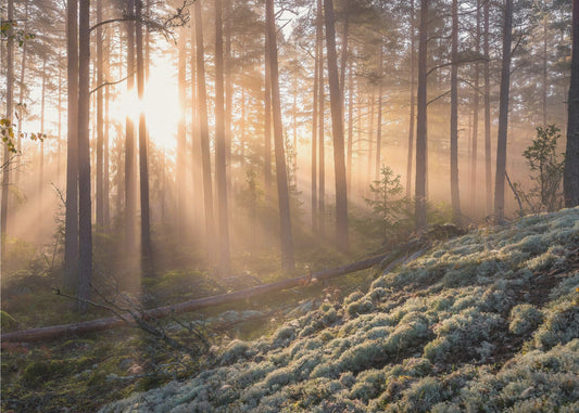 Nebel im Wald mit weißem Moos im Vordergrund | Hintergrundbild