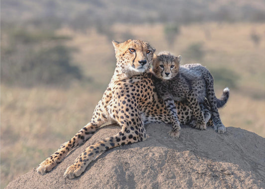 Gepard und Tasse! | Poster