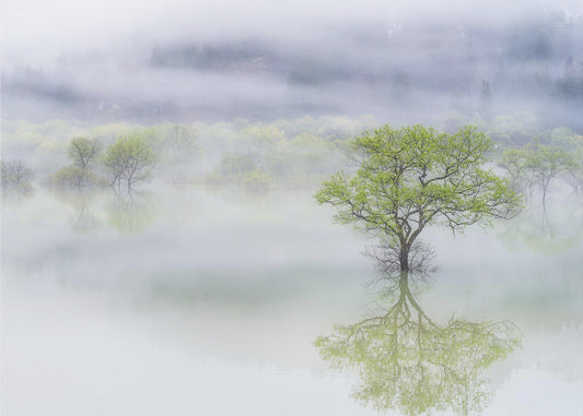 Verträumter Baum | Tapete