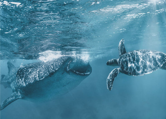 Einmal am Meer | Poster