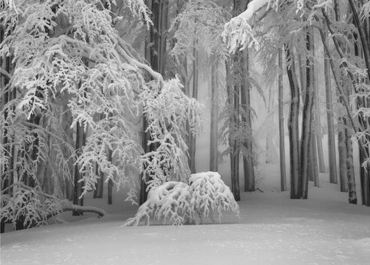 Perfekter Winter | Hintergrundbild