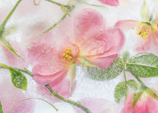 Rosa | Leinwand