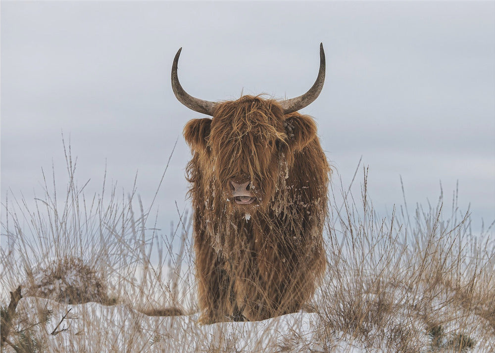 Highlander im Schnee | Poster
