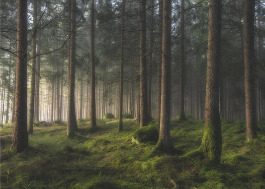 Ein Gefühl von Frühling | Tapeten